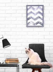 Color-point cat sitting on black chair in living room