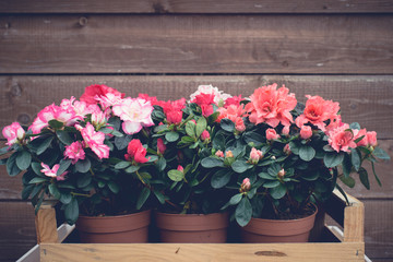 Spring flowers in the garden