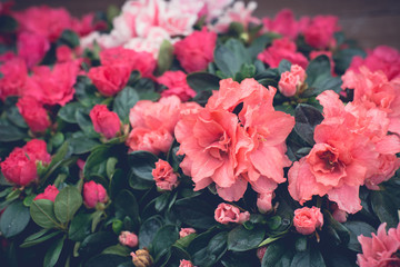 Obraz premium Vintage Floral background, red and pink flowers