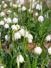 Märzenbecher, Frühlingsknotenblume