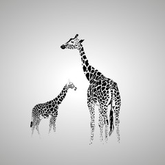 Naklejka premium Giraffe with her baby
