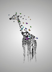 Obraz premium Żyrafa