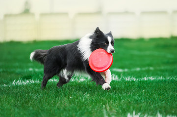 medium size dog running with plastic disk in the mouth