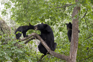 Bear Cubs and Mom Playing in a Tree