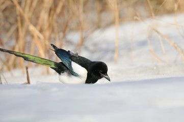 Multicolor Magpie in snowdrift