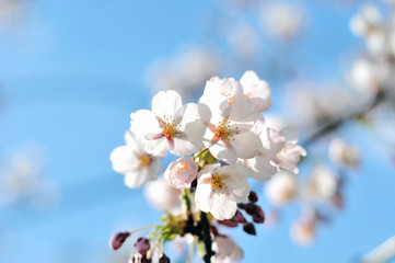 Flowering Japanese cherry - Sakura.