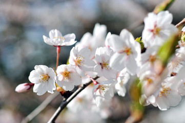Flowering Japanese cherry - Sakura.