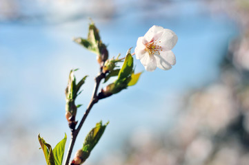 Flowering Japanese cherry - Sakura.