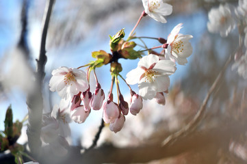 Flowering Japanese cherry - Sakura.