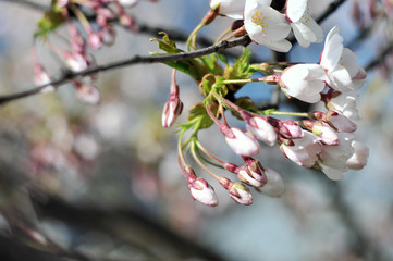 Flowering Japanese cherry - Sakura.