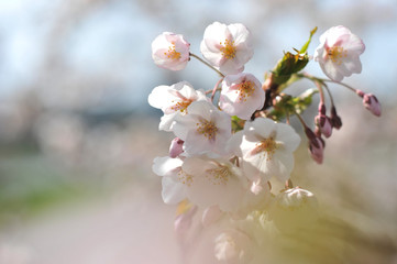 Fototapeta na wymiar Flowering Japanese cherry - Sakura.