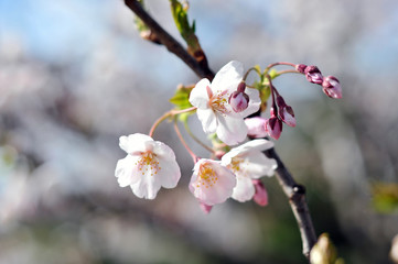 Flowering Japanese cherry - Sakura.