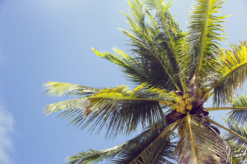 coconut grove with mature coconuts summer in the tropics