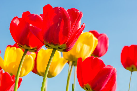 Spring tulips on a blue sky background