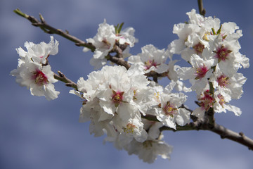 Primavera con i mandorli in fiore
