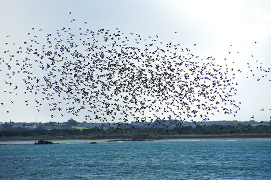 Vogelschwarm über dem Atlantik an der Côtes des Abers in der Bretagne