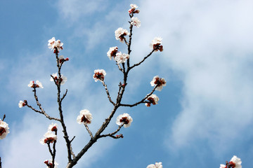 Spring came. Nature revived