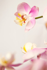 Naklejka premium Branch of blooming pink orchid