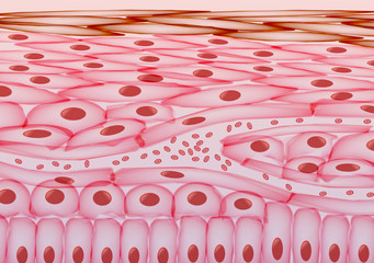 Blood in veins Under Skin Cells, Layers - Vector Illustration - 106157253