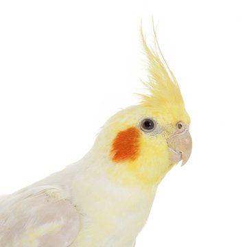 Fototapeta portrait of cockatiel