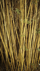 Bamboo stalks growing in Florida