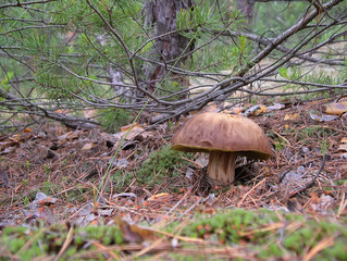 The boletus edulis in the forest.