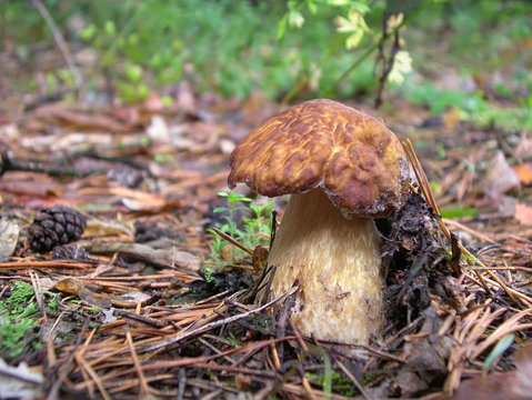 The boletus edulis in the forest.