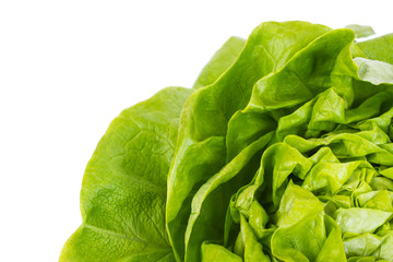 fresh lettuce salad - isolated on white