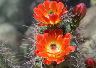 Zelfklevend Fotobehang Beautiful blooming wild desert cactus flower © BCFC