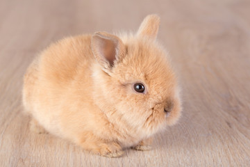 Orange rabbit on a wooden background