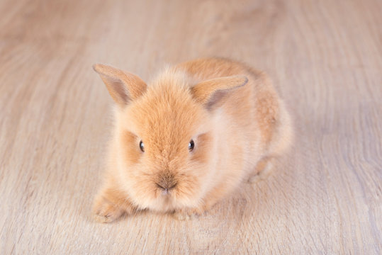 Orange rabbit on a wooden background