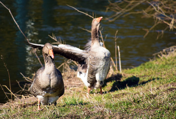 Geese near river