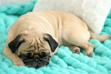 Pug dog lying on blanket
