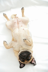 Pug dog playing in bed