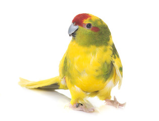 Red-fronted Kakariki parakeet