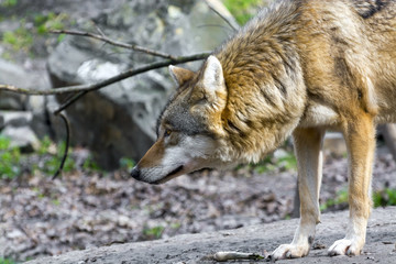 European gray wolf