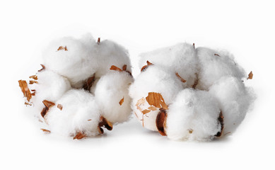 Cotton flowers isolated on white