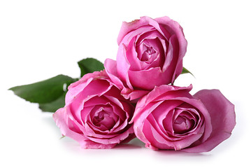 Roses isolated on white