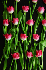 Pink fresh tulips on the black table, top view