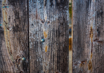 Old Weathered Wood Gate  with Metal Brads Background Texture