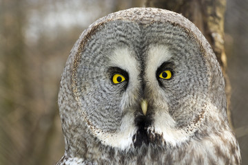 Great gray owl