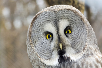 Great gray owl