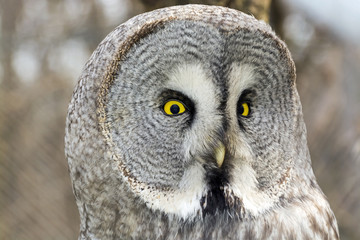 Great gray owl