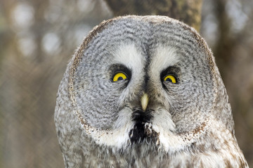 Great gray owl