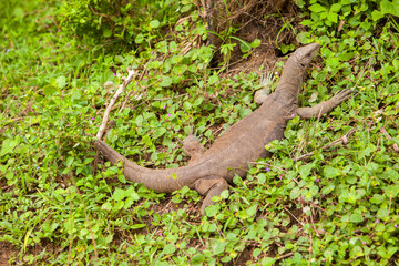 Monitor Lizard - Komodo dragon,  in Yala National Park, Sri Lanka