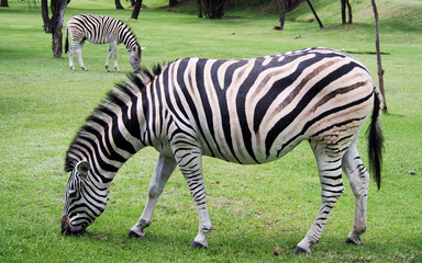 Fototapeta na wymiar African zebras grazing