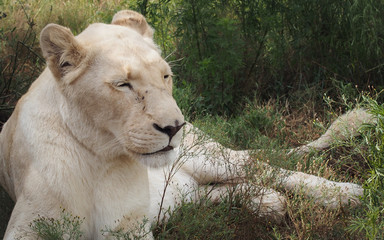 Obraz premium Beatiful white lioness lying down