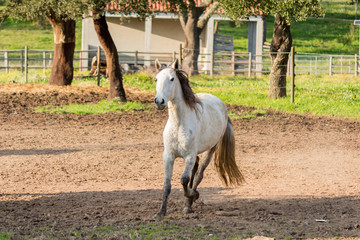 White horse running