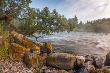 Fototapeta na wymiar Morning summer landscape on the river with rapids and mist in Karelia on Ladoga. River Asilanyoki