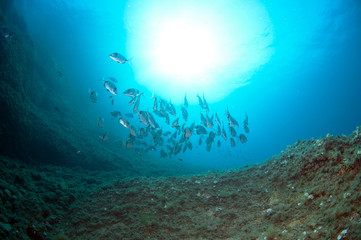 shoal of fish swim together to find food